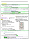 document-image